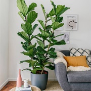Ficus Lyrata
