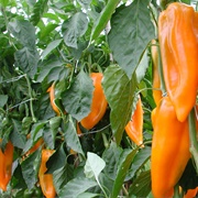 Corno Di Bue Sweet Peppers