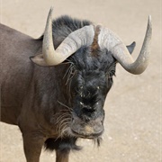 Gnu
