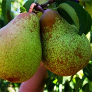 Rocha Pears