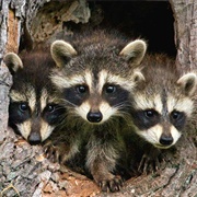 A Gaze of Racoons
