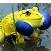 Indian Bullfrog