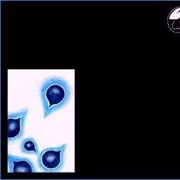 Black Swan Network - The Late Music