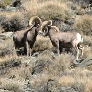 Endangered Bighorn Sheep in Ko-Pah