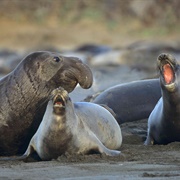 Elephant Seals of Año Nuevo State Park