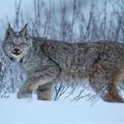 See a Lynx in the Wild