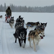 Meet Sled Dogs at Denali (Alaska)