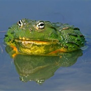 Giant Bullfrogs