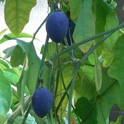 Blue Sweet Calabash (Passiflora Morifolia)