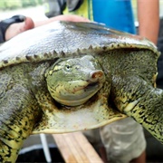Spiny Softshell