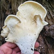 Pleurotus Opuntiae
