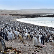 Reserva Provincial Punta Tombo