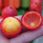 Rose Kandis (Garcinia Forbesii)