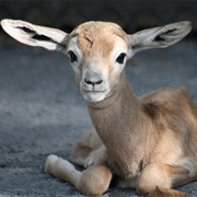 Baby Gazelle