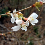 Clove Cherry (Prunus Apetala)