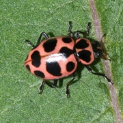 Spotted Ladybug Beetle