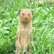 Small Indian Mongoose