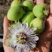 Passiflora Pentaschista