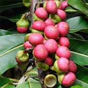 Engkala (Litsea Garciae)