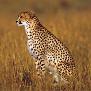 Cheetah