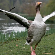 Goose