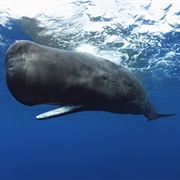 Sperm Whale
