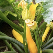 Squash  (Sahih Al-Bukhari)