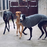 A Leach of Greyhounds