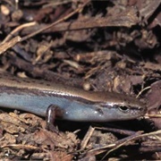 Little Brown Skink