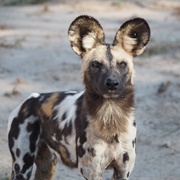 African Wild Dog