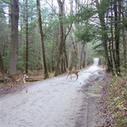 Cades Cove