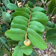 Annona Coriacea