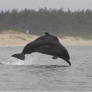 Atlantic Humpback Dolphin