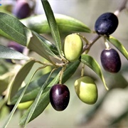 Olive (Quran Verse 7)