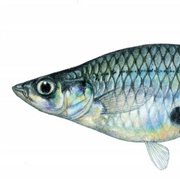 Western Mosquito Fish