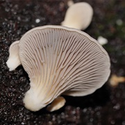 Pleurotus Purpureo-Olivaceus