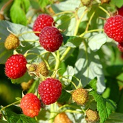 American Red Raspberry (Rubus Strigosus)