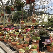 California Cactus Center