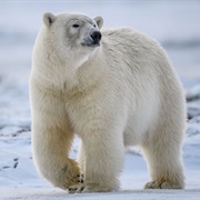 Polar Bear