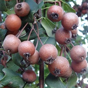 Plymouth Pear (Pyrus Cordata)
