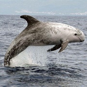 Risso's Dolphin
