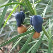 Emu Berry (Podocarpus Drouynianus)