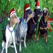 Anything Involving Dogs or Cats