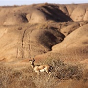 Kavir National Park, Iran