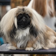 Groom a Pekingese