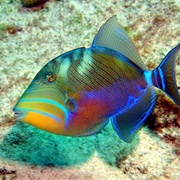 Queen Triggerfish