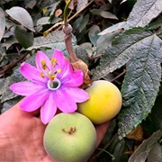 Poro Poro (Passiflora Pinnatistipula)