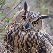 Eurasian Eagle Owl