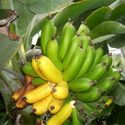 Vellai Tuluvan Palam Banana