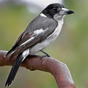 Grey Butcherbird
